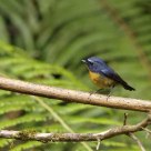 Snowy-browed Flycatcher